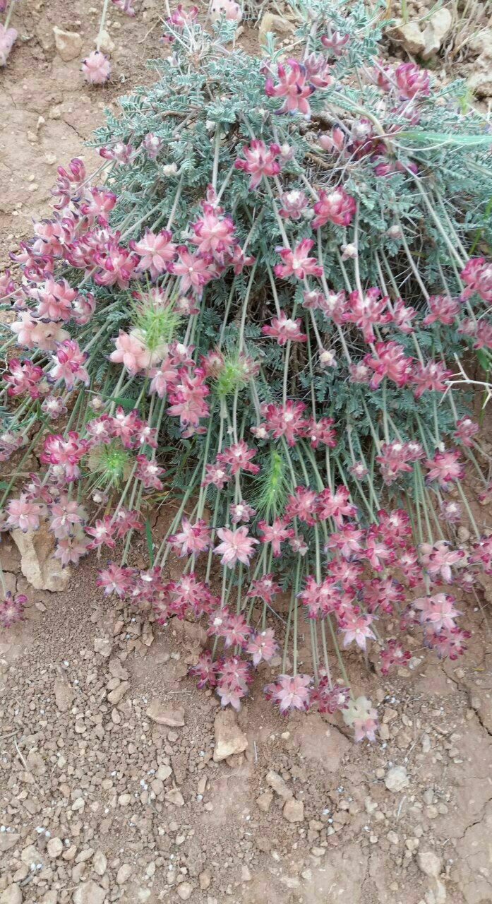 گون - معرفی و خواص گیاهان دارویی